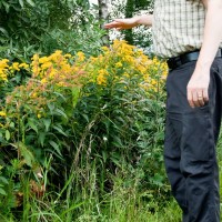 Early Goldenrod